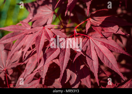 Nuresagi pianta con foglie rosse e sfondo verde Foto Stock