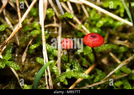 Fungo rosso funghi che crescono su suolo della foresta Foto Stock