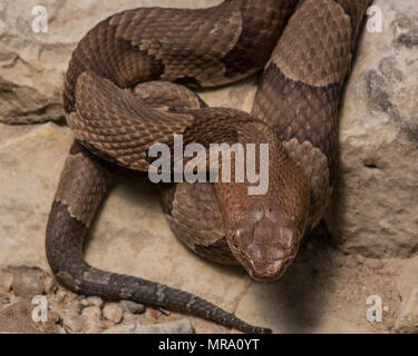 Copperhead settentrionale (Agkistrodon contortrix) da Gage County, Nebraska, Stati Uniti d'America. Foto Stock