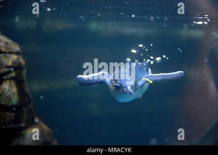 Fairy pinguini a Weymouth il Sealife Centre nel Dorset. Foto Stock