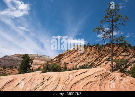 Parco Nazionale di Zion. Utah, Stati Uniti d'America. Foto Stock