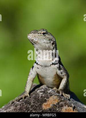 Lucertola di lava sulla roccia verde con sfondo naturale - North Seymour Island, Isole Galapagos, Ecuador. Carino lizard sulla roccia. Foto Stock