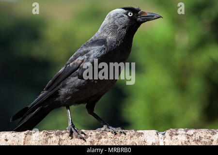 La cornacchia occidentale (Coloeus monedula) sulle pareti del Castello di Windsor in Inghilterra, Regno Unito Foto Stock