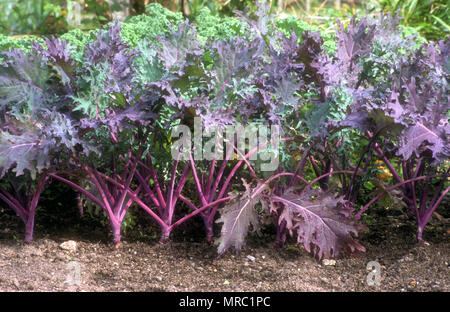 KALE (Brassica napus) 'russo rosso' GRUPPO PABULARIA Foto Stock