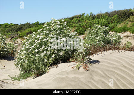 Un impianto in fioritura di fico d'india samphire o il finocchio di mare, Echinophora Spinosa Foto Stock