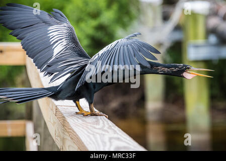 Anhinga (noto anche come acqua turchia o snake uccello) arroccato su una ringhiera passerella presso il fiume guana in Ponte Vedra Beach lungo la Florida A1A. (USA) Foto Stock