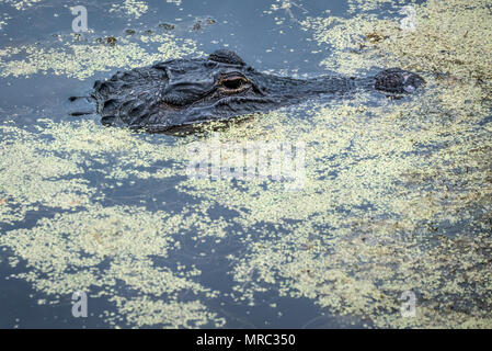 Alligatore della Florida che galleggia immobile nell'acqua coperta di lenticchie d'acqua del fiume Guana a Ponte Vedra Beach lungo la Florida A1A Foto Stock