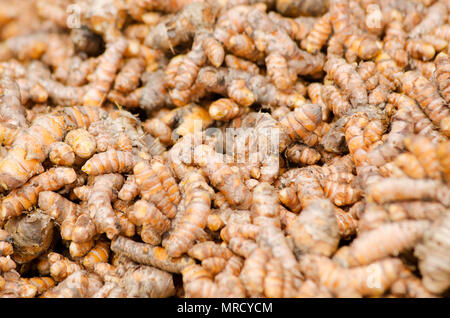 curcuma Foto Stock