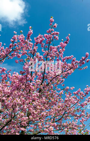 Ciliegio in fiore alberi in fiore nel giardino Foto Stock