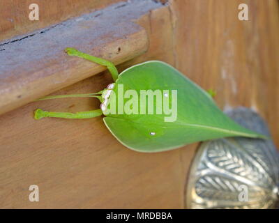 Pseudophyllus titan è una specie di bush-cricket, della sottofamiglia Pseudophyllinae e trovato in Indo-China, Malesia e Filippine. Foto Stock