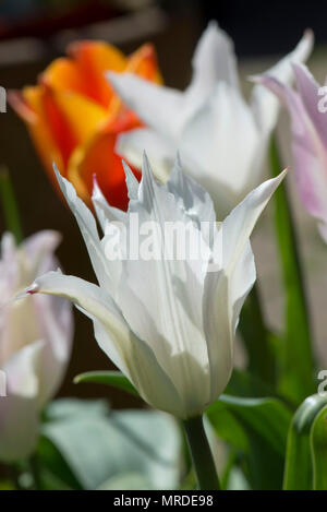 Fiore di tulip 'Tres chic', un bianco rosaceo giglio fiorito tulip in una pentola con gli altri, Aprile Foto Stock