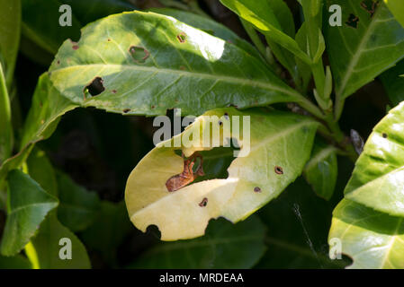 Colpo batterica foro, Pseudomonas syringae, colpite le foglie di alloro, Prunus laurocerasus, in un giardino siepe, può Foto Stock