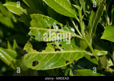 Colpo batterica foro, Pseudomonas syringae, colpite le foglie di alloro, Prunus laurocerasus, in un giardino siepe, può Foto Stock