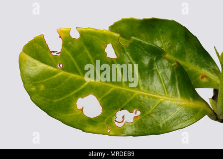 Colpo batterica foro, Pseudomonas syringae, colpite le foglie di alloro, Prunus laurocerasus, in un giardino siepe, può Foto Stock