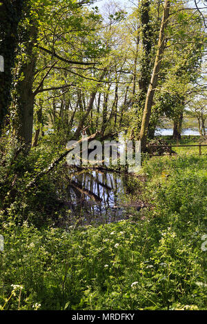 Vista del flusso di affluente in Rollesby Broad sul Norfolk Broads, Regno Unito Foto Stock