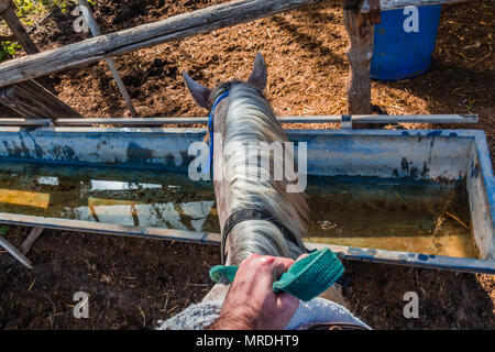 Cavallo beve l'acqua da un serbatoio di acqua - Rider prima persona pov. Foto Stock