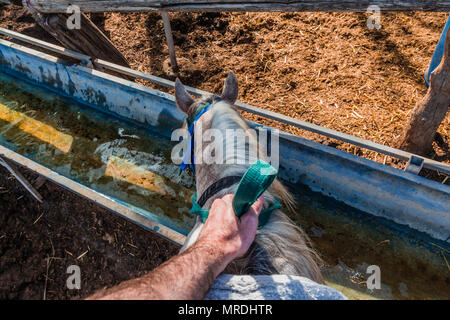 Cavallo beve l'acqua da un serbatoio di acqua - Rider prima persona pov. Foto Stock