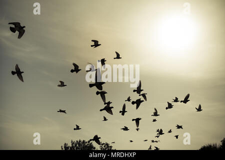 Sagome di piccioni volare nei cieli. Foto Stock