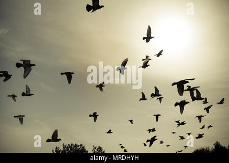Sagome di piccioni volare nei cieli. Foto Stock