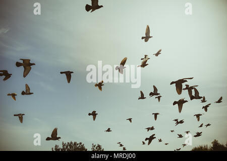 Sagome di piccioni volare nei cieli. Foto Stock