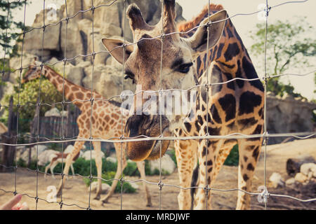 Giraffe si piega verso il basso e guarda nella telecamera attraverso un recinto. Foto Stock