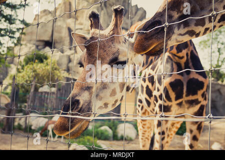 Giraffe si piega verso il basso e guarda nella telecamera attraverso un recinto. Foto Stock