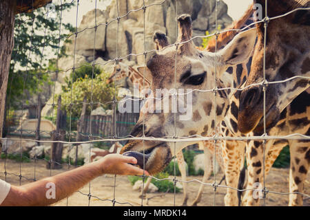 La giraffa la piegatura verso il basso per mangiare di man mano attraverso la recinzione. Foto Stock