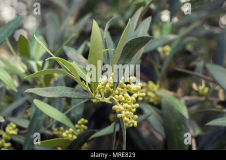 Blooming Olive tree Foto Stock