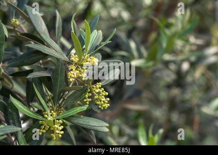 Blooming Olive tree Foto Stock