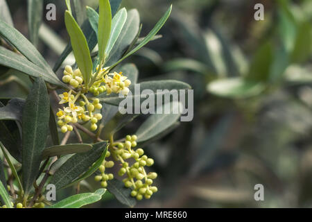 Blooming Olive tree Foto Stock