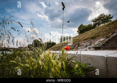 Il papavero lungo la riva del fiume lungo il fiume Adige a Verona Italia Foto Stock