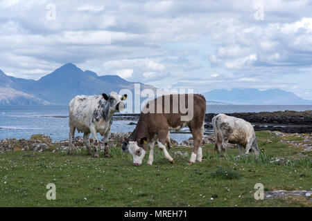 Vacche sulla spiaggia, Gallanach Bay, Isola di Muck, piccole isole Ebridi Interne, Scozia Foto Stock