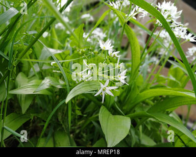 Foglie e fiore di aglio selvatico sono giacenti su uno sfondo grigio. Foto Stock