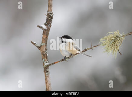 Nero-capped Luisa appollaiato sul ramo in inverno in Algonquin Park in Canada Foto Stock
