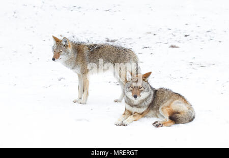 Due i coyote (Canis latrans) isolati contro uno sfondo bianco in piedi nella neve invernale in Canada Foto Stock