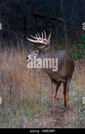 White-tailed deer buck con un enorme collo guarda oltre il campo per un mate durante l'autunno rut in Canada Foto Stock