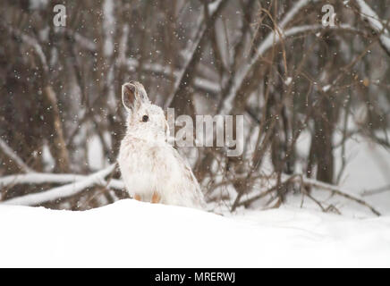 Escursioni con le racchette da neve o lepre variabile lepre (Lepus americanus) in piedi nella neve con un rivestimento bianco in inverno in Canada Foto Stock