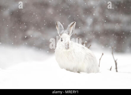 Escursioni con le racchette da neve o lepre variabile lepre (Lepus americanus) in piedi nella neve con un rivestimento bianco in inverno in Canada Foto Stock