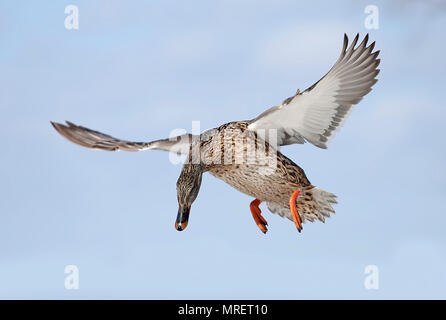 Il Germano Reale femmina - (Anas platyrhynchos) in volo sopra il fiume Ottawa in Canada Foto Stock