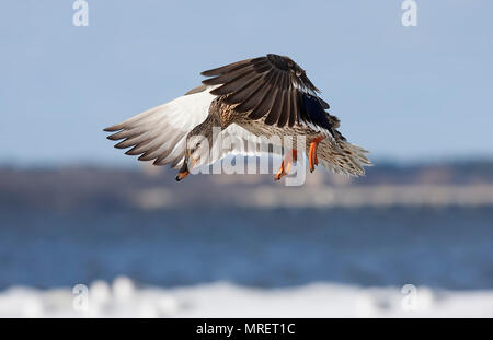 Il Germano Reale femmina - (Anas platyrhynchos) in volo sopra il fiume Ottawa in Canada Foto Stock