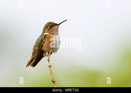 Scintillante femmina hummingbird Costa Rica Foto Stock