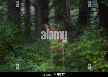 White-Tailed Deer Fawn catturati nella luce del mattino in Canada Foto Stock