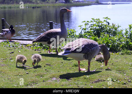 Coppia di oche Graylag con pulcini a Rollesby ampia, Norfolk Foto Stock
