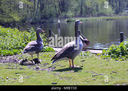 Coppia di oche Graylag con pulcini a Rollesby ampia, Norfolk Foto Stock