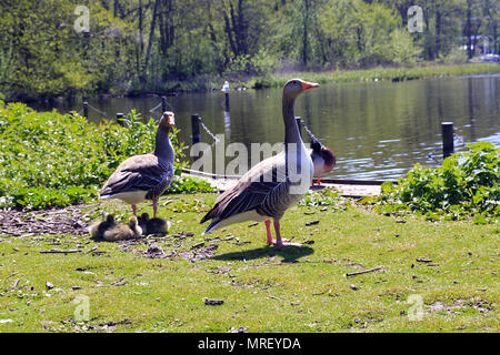 Coppia di oche Graylag con pulcini a Rollesby ampia, Norfolk Foto Stock