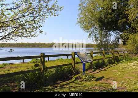 Vista su Rollesby Broad sui Norfolk Broads, Regno Unito Foto Stock