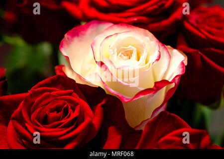 Foto macro di una rosa bianca tra diversi red rose rosse. Il concetto non è come tutti gli altri. Close-up. Foto Stock