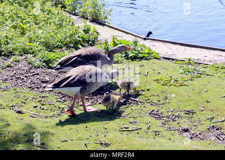 Coppia di Greylag Geese con pulcini a Rollesby Broad sui Norfolk Broads, Regno Unito Foto Stock