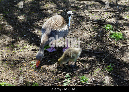 Greylag Geese con Chick a Rollesby Broad sul Norfolk Broads, Regno Unito Foto Stock