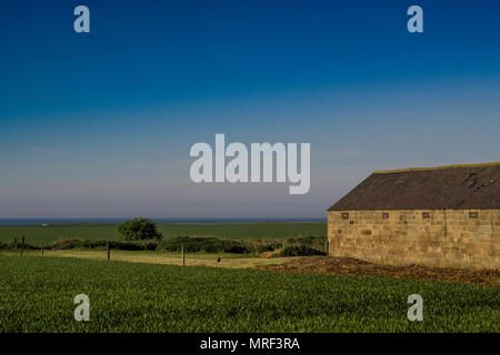 Gli agricoltori in campo Marske. Costa Nord Est può essere visto in lontananza. Foto Stock